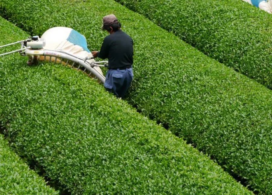 Pekerja memanen daun teh di antara barisan tanaman teh
